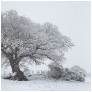 slides/The Great White Oak.jpg oak tree west sussex winter brooks snow white cold flurry gate fence limited edition The Great White Oak
